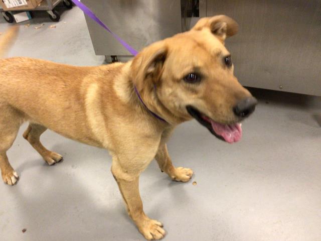 Shelter Stray Male Dog last seen Near BLOCK CARROT LN, AGUANGA, CA, 581 S Grand Ave, San Jacinto, CA 92582, USA