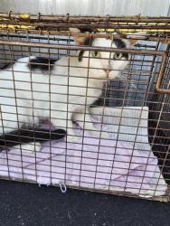 Shelter Stray Male Cat last seen Near BLOCK W HARDING, 4710 TX-151, San Antonio, TX 78227, USA