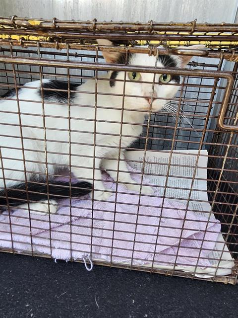 Shelter Stray Male Cat last seen Near BLOCK W HARDING, 4710 TX-151, San Antonio, TX 78227, USA