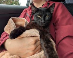 Found/Stray Unknown Cat last seen E 15th Street, Oakland, CA 94606