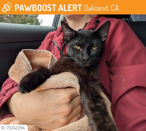 Found/Stray Unknown Cat last seen E 15th Street, Oakland, CA 94606