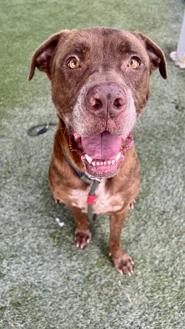 Shelter Stray Male Dog last seen Near BLOCK NW 57TH ST, 3599 NW 79th Ave, Doral, FL 33122, USA