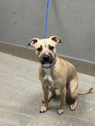 Shelter Stray Female Dog last seen Near BLOCK MUSTANG CREEK WAY, LAS VEGAS NV 89148, 655 N Mojave Rd, Las Vegas, NV 89101, USA