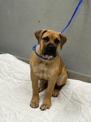 Shelter Stray Female Dog last seen Near BLOCK ERVA ST, LAS VEGAS NV 89117, 655 N Mojave Rd, Las Vegas, NV 89101, USA