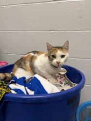 Shelter Stray Female Cat last seen Near, 2600 S Harding St, Indianapolis, IN 46221, USA