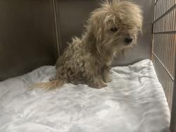 Shelter Stray Male Dog last seen , 957 N Gaffey St, San Pedro, CA 90731, USA