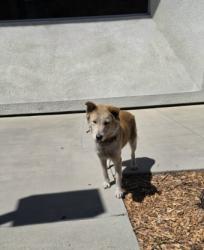 Shelter Stray Female Dog last seen , 957 N Gaffey St, San Pedro, CA 90731, USA