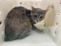 Shelter Stray Female Cat last seen Near BLOCK MILLER PARK WAY, TARGET, 3839 W Burnham St, West Milwaukee, WI 53215, USA