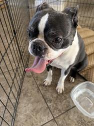 Found/Stray Female Dog last seen St Thomas More Church, Glendale, AZ 85308