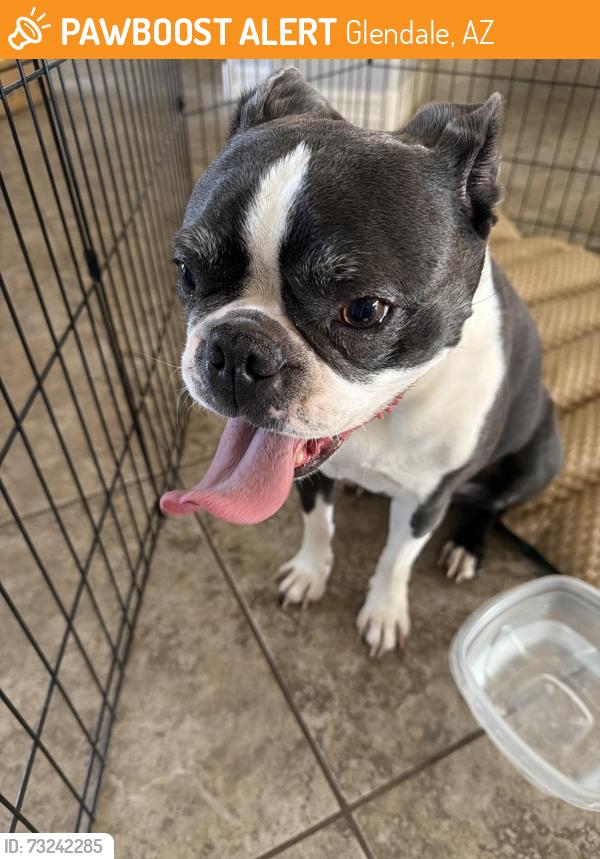 Found/Stray Female Dog last seen St Thomas More Church, Glendale, AZ 85308