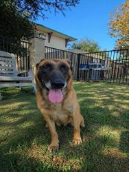 Shelter Stray Female Dog last seen Near BLOCK HASTINGS BLVD, JURUPA VALLEY CA 92509, 6851 Van Buren Boulevard, Jurupa Valley, CA 92509, USA