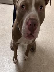 Shelter Stray Male Dog last seen MISSION AND VALLEY WAY JURUPA VALLEY CA 92509, 6851 Van Buren Boulevard, Jurupa Valley, CA 92509, USA