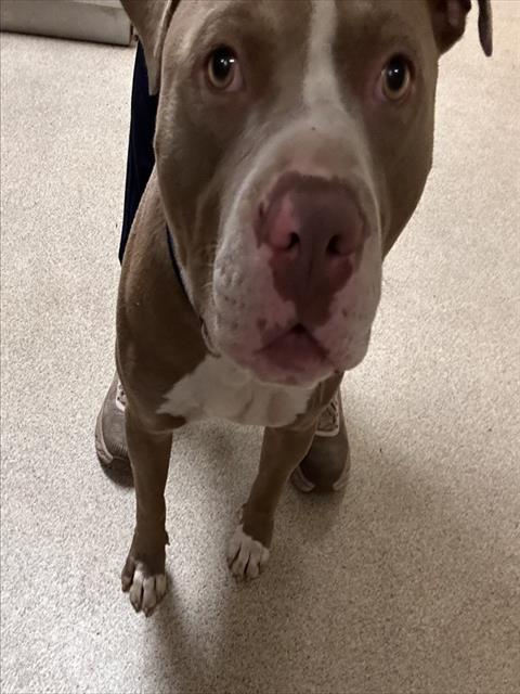 Shelter Stray Male Dog last seen MISSION AND VALLEY WAY JURUPA VALLEY CA 92509, 6851 Van Buren Boulevard, Jurupa Valley, CA 92509, USA