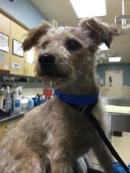 Shelter Stray Male Dog last seen Near BLOCK CYPRESS AVE, RIVERSIDE CA 92503, 6851 Van Buren Boulevard, Jurupa Valley, CA 92509, USA