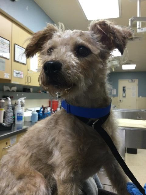 Shelter Stray Male Dog last seen Near BLOCK CYPRESS AVE, RIVERSIDE CA 92503, 6851 Van Buren Boulevard, Jurupa Valley, CA 92509, USA