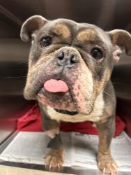 Shelter Stray Male Dog last seen Near BLOCK COLLINS ST, JURUPA VALLEY, CA, 6851 Van Buren Boulevard, Jurupa Valley, CA 92509, USA