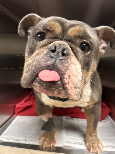 Shelter Stray Male Dog last seen Near BLOCK COLLINS ST, JURUPA VALLEY, CA, 6851 Van Buren Boulevard, Jurupa Valley, CA 92509, USA