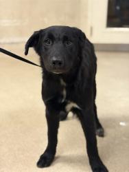 Shelter Stray Male Dog last seen Near BLOCK 10TH ST, RIVERSIDE, CA, 6851 Van Buren Boulevard, Jurupa Valley, CA 92509, USA