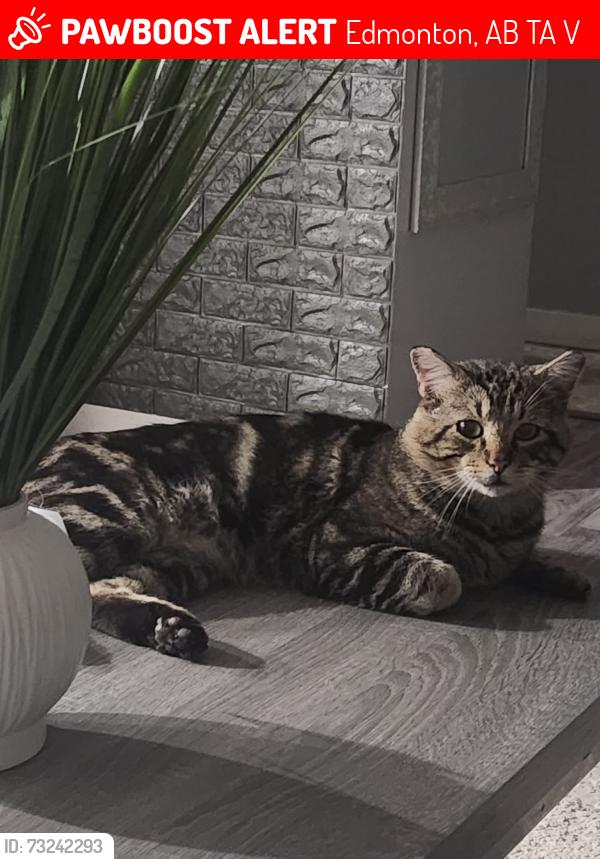 Lost Male Cat last seen 59st 149ave, Edmonton, AB T5A 1V8