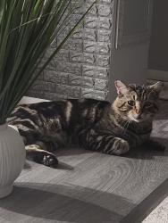 Lost Male Cat last seen 59st 149ave, Edmonton, AB T5A 1V8