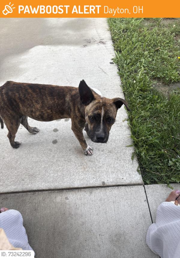 Found/Stray Male Dog last seen Broadway and superior in the park, Dayton, OH 45402