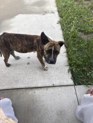 Found/Stray Male Dog last seen Broadway and superior in the park, Dayton, OH 45402