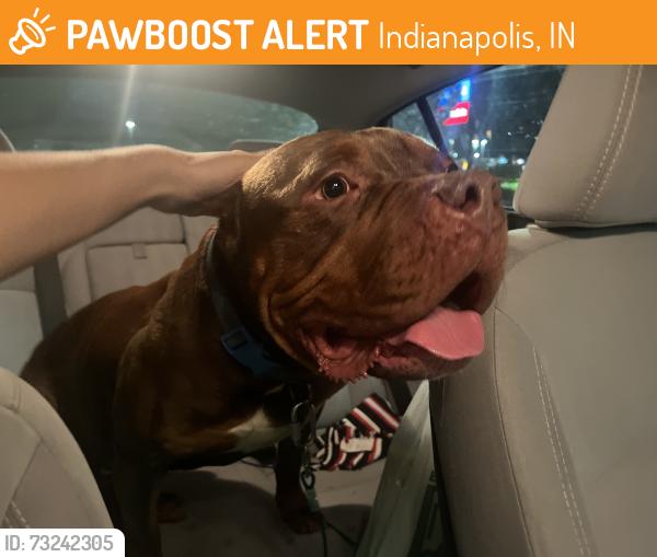 Found/Stray Male Dog last seen 21st and girl school rd, Indianapolis, IN 46214