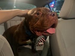 Found/Stray Male Dog last seen 21st and girl school rd, Indianapolis, IN 46214