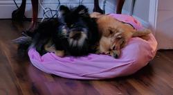 Reunited Unknown Dog last seen Hawthorn Dr, Brentwood, CA 94513, EE. UU., Brentwood, CA 94513