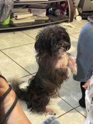 Lost Male Dog last seen Amber dr, Weslaco, TX 78596