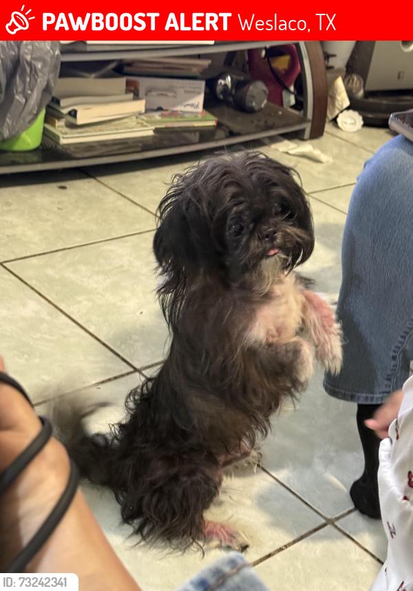 Lost Male Dog last seen Amber dr, Weslaco, TX 78596