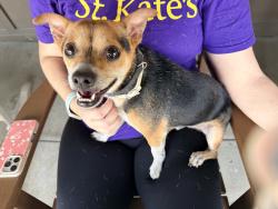 Found/Stray Male Dog last seen Dixie Highway & Cracker Barrel @ Gene Snyder Freeway, Louisville, KY 40272