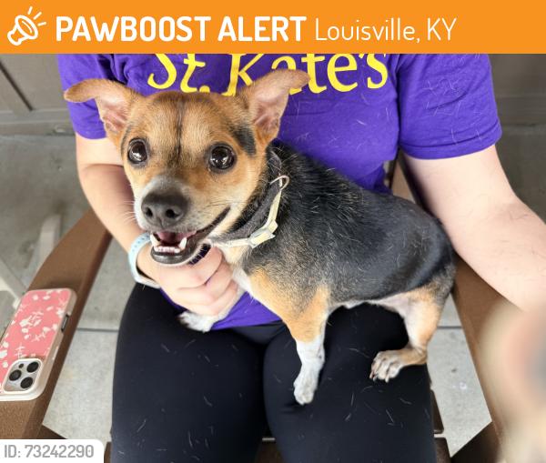Found/Stray Male Dog last seen Dixie Highway & Cracker Barrel @ Gene Snyder Freeway, Louisville, KY 40272