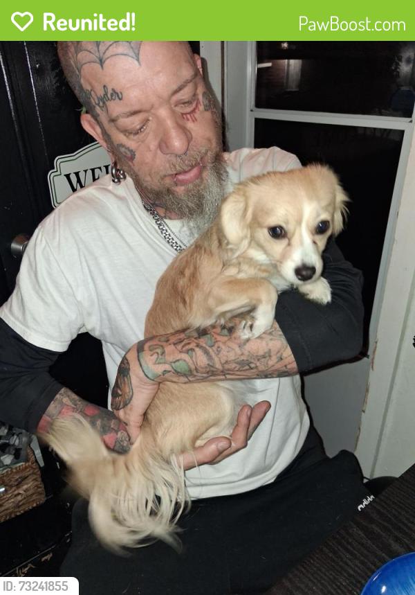 Reunited Female Dog last seen CoExist Gallery, Steelton, PA 17113