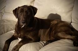 Lost Male Dog last seen Stewart Road and Edgemon, Ringgold, GA 30736