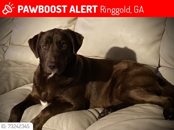 Lost Male Dog last seen Stewart Road and Edgemon, Ringgold, GA 30736