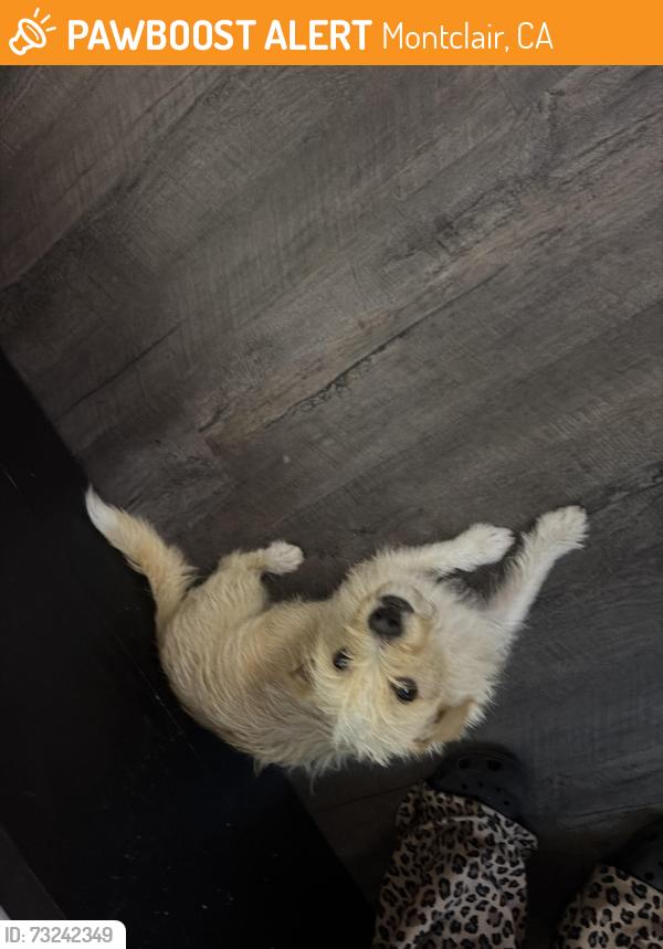 Found/Stray Male Dog last seen Palo verde and benson, Montclair, CA 91763