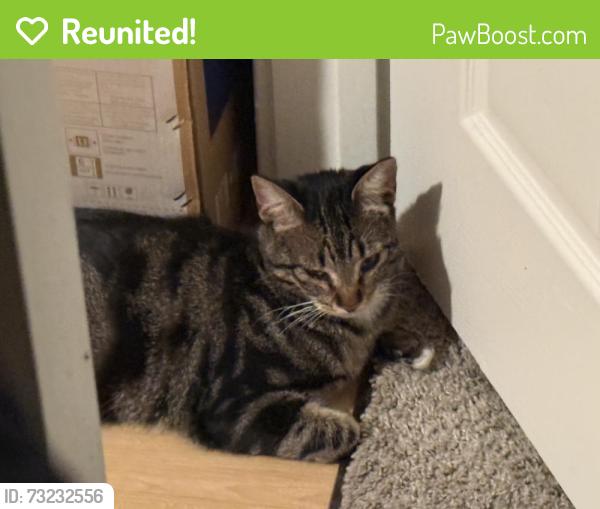 Reunited Female Cat last seen Disappear from home, Pasadena, CA 91107