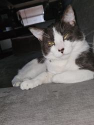 Lost Male Cat last seen pine islad rd and nicholas, Cape Coral, FL 33991