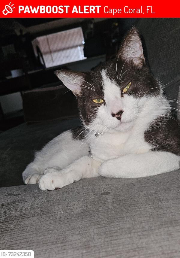 Lost Male Cat last seen pine islad rd and nicholas, Cape Coral, FL 33991