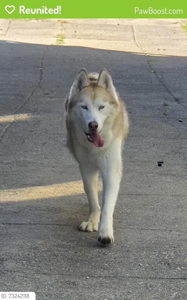 Reunited Unknown Dog last seen Santa Rita and Carrington, Oakland, CA 94601