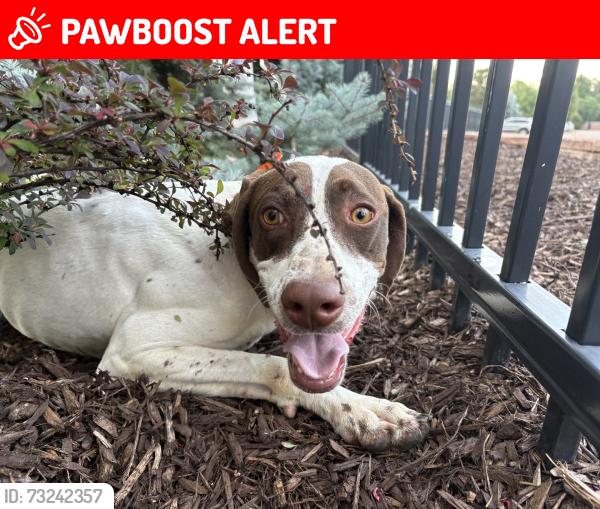 Lost Female Dog last seen Heather Drive and Mesa Drive, Colorado Springs, CO 80906