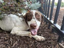 Lost Female Dog last seen Heather Drive and Mesa Drive, Colorado Springs, CO 80906
