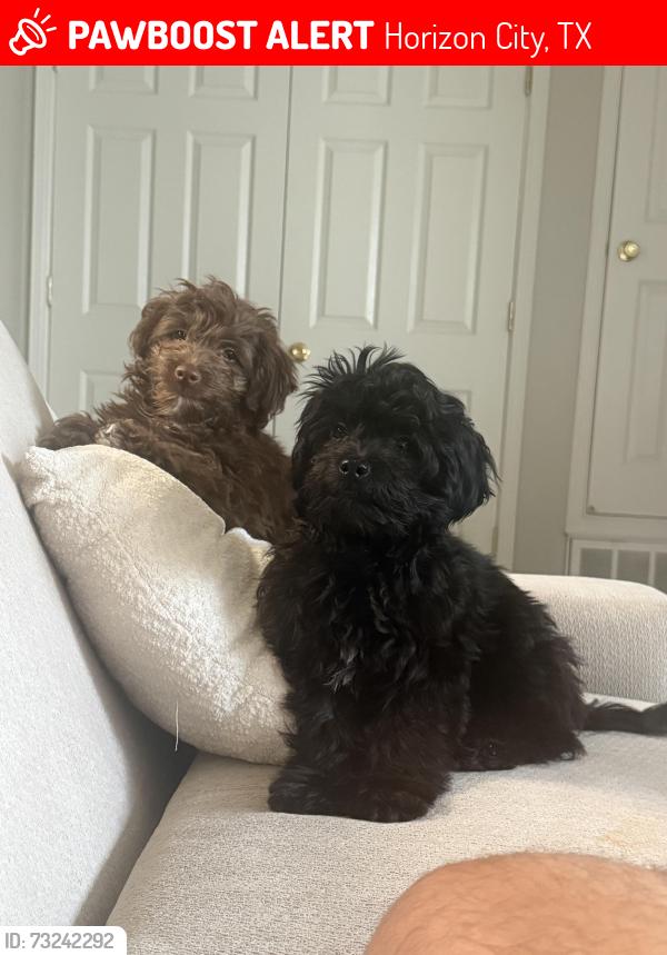 Lost Male Dog last seen Índigo and Madero steer, Horizon City, TX 79928