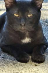 Reunited Male Cat last seen Riverside Dr. / Boyes Blvd., Sonoma, CA 95476