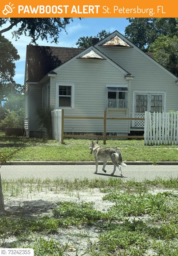 Found/Stray Unknown Dog last seen 31st St and 7th, heading towards Central, St. Petersburg, FL 33713