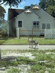 Found/Stray Unknown Dog last seen 31st St and 7th, heading towards Central, St. Petersburg, FL 33713
