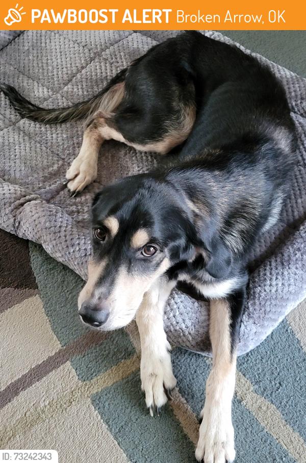 Found/Stray Female Dog last seen 14th Street, near Village apmts, Broken Arrow, OK 74012