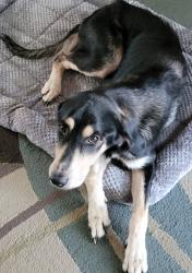 Found/Stray Female Dog last seen 14th Street, near Village apmts, Broken Arrow, OK 74012