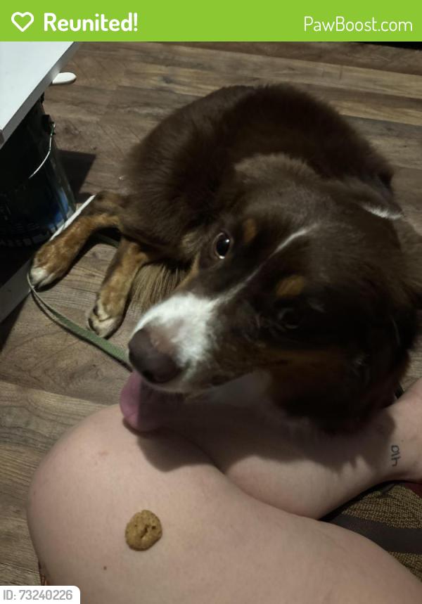 Reunited Unknown Dog last seen S&W Farm Rd, Hickory, NC 28602